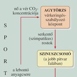 A vegetatív idegrendszer a szívműködés szabályozásával biztosítja a szervezet megnövekedett energiaszükségletét