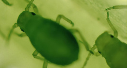 Ургамлын ширх