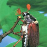 Кокчафер цох