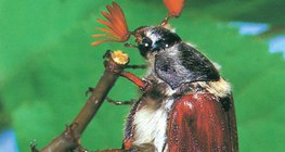 Кокчафер цох