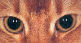 Муурны нүд харанхуйд