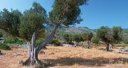Olive grove