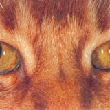 Муурны нүд гэрэлтэйд