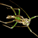 Ургамлын ширхний гуужсан хитин гадар