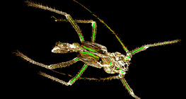 Ургамлын ширхний гуужсан хитин гадар