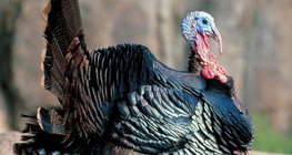 Цацагт хяруул