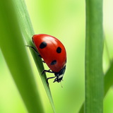 Долоон толбот шүрэн цох