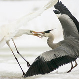 Ангийн олзны төлөө тэмцэл