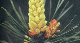 Нарсны цэцэг