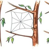 Аалзны шүлсэн торлог хийх явц