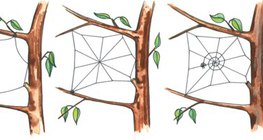 Аалзны шүлсэн торлог хийх явц