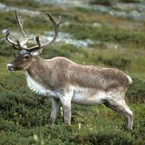 Reindeer