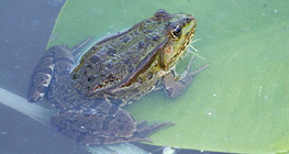 Ногоон мэлхий