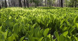 Хөндийн сараана