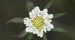 Cream scabious