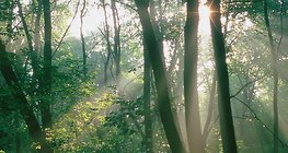 Нар гэрэлтүүлсэн ой