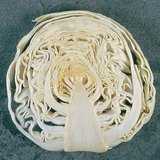 Байцааны уртааш огтлол