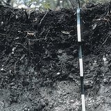 Рендзина хөрсний давхаргын хажуугийн харагдац