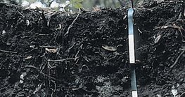 Рендзина хөрсний давхаргын хажуугийн харагдац