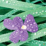 Хяруу, шүүдэр, манан