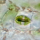 Ургамлын стома