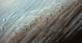 Шувууны өдний нарийн бүтэц, хооронд нь холбох дэгээнүүд ч харагдаж байна