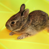 Туулайн бүжин