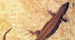 Хананы гүрвэл