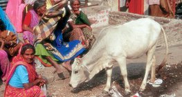 Holy cow on the street in India