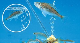 Аквариумын агааржуулалт