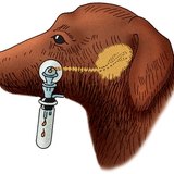 Нохойн шүлсний шүүрлийг хэмжих