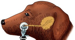 Нохойн шүлсний шүүрлийг хэмжих