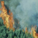 Wildfire