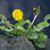 Багваахай цэцэг