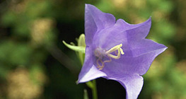 Хонхон цэцэг