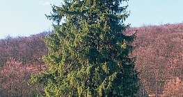 Европын шилмүүст мод