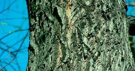 Бургасны холтос