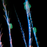 Зөгийн балны хитин үсэнцэрт наалдсан цэцгийн тоосны ширхэгнүүд