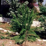 Drip irrigation