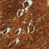 Нурууны мэдрэлийн эсүүд (үхэр)