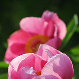 Цээнэ цэцэг