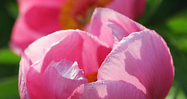 Цээнэ цэцэг