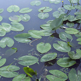 Усны сараана цэцэг