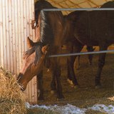 Сүрэл идэж буй морь