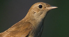 Зулбаран гургалдай