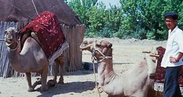 Camels are important pets in Asia
