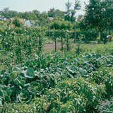 Ургамал хамтруулан тариалах