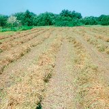 Хадсан царгас