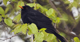 Хар хөөндэй