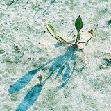 Марзанд ургасан ургамал